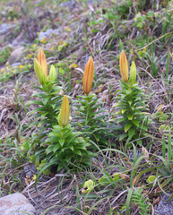 Lilium maculatum