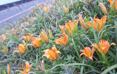 Lilium maculatum