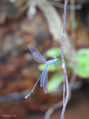 Lestes dorothea