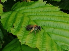 Andrena helvola