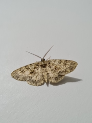 Lepidoptera