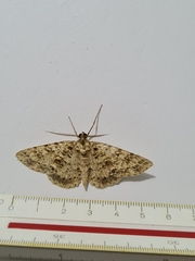 Lepidoptera