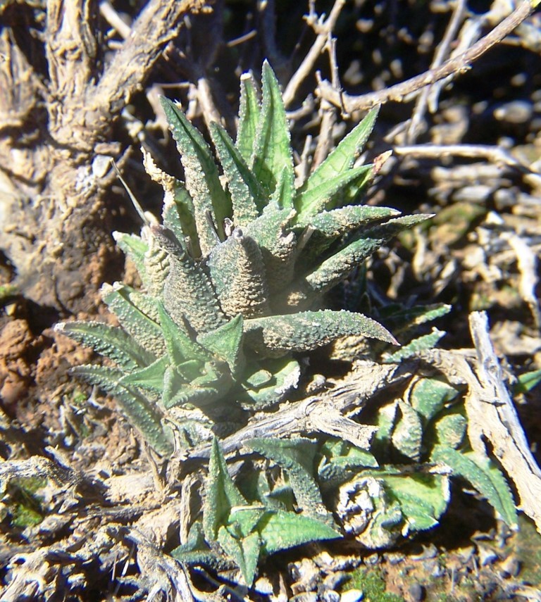 Haworthiopsis granulata