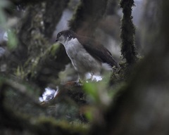 Accipiter striatus chionogaster image