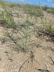 Erysimum virgatum