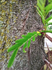 Gleditsia triacanthos