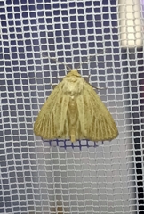Photedes morrisii