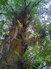 Gleditsia triacanthos