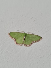 Synchlora ephippiaria