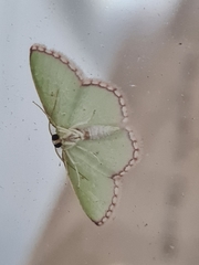 Synchlora ephippiaria