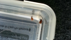 Myrmecophilus pergandei