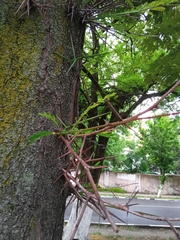 Gleditsia triacanthos