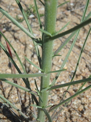 Erysimum virgatum