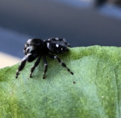 Phidippus audax