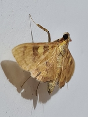 Lepidoptera