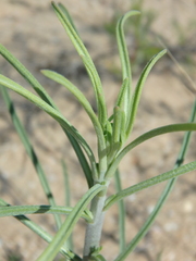 Erysimum virgatum