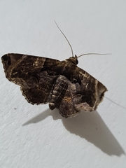 Lepidoptera