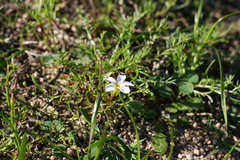 Oxalis pusilla