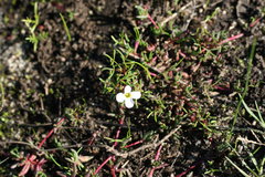Oxalis pusilla