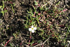 Oxalis pusilla