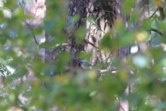 Cyornis sumatrensis