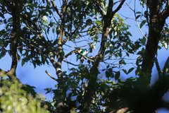 Chrysococcyx maculatus