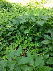 Scopolia carniolica