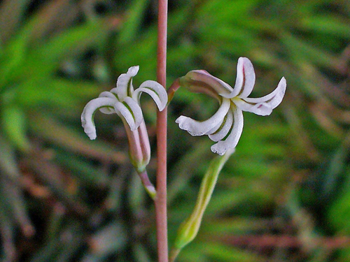 Haworthiopsis attenuata