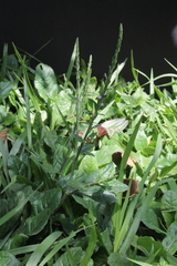 Pseudelephantopus spicatus