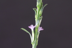 Pseudelephantopus spicatus