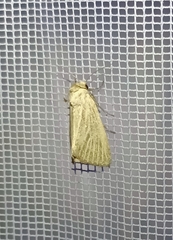 Photedes morrisii