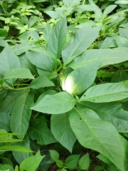 Scopolia carniolica