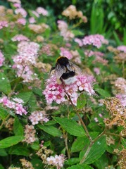 Bombus terrestris