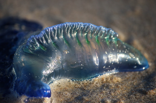 Southern Man-O-War, photo 7 of 10
