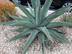Agave