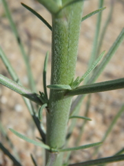 Erysimum virgatum