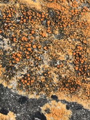 Flavoplaca marina
