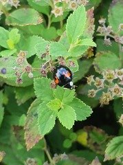 Harmonia axyridis