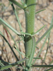 Erysimum virgatum