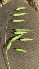 Bromus squarrosus