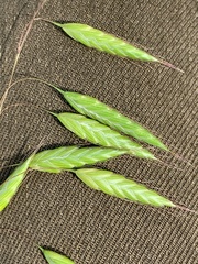 Bromus squarrosus