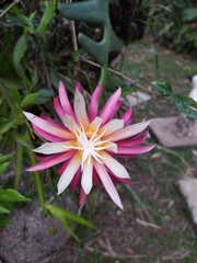 Selenicereus anthonyanus