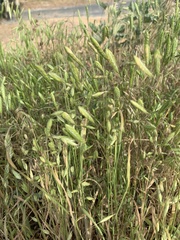 Bromus squarrosus