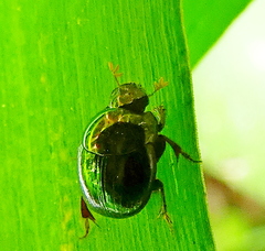 Canthidium