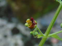 Scrophularia scopolii