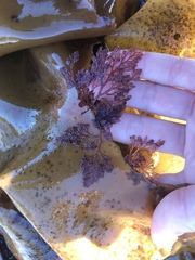 Microcladia coulteri