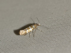Argyresthia trifasciata