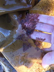 Microcladia coulteri