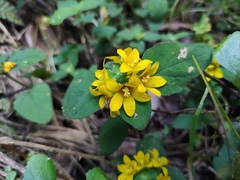 Lysimachia congestiflora