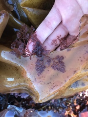 Microcladia coulteri